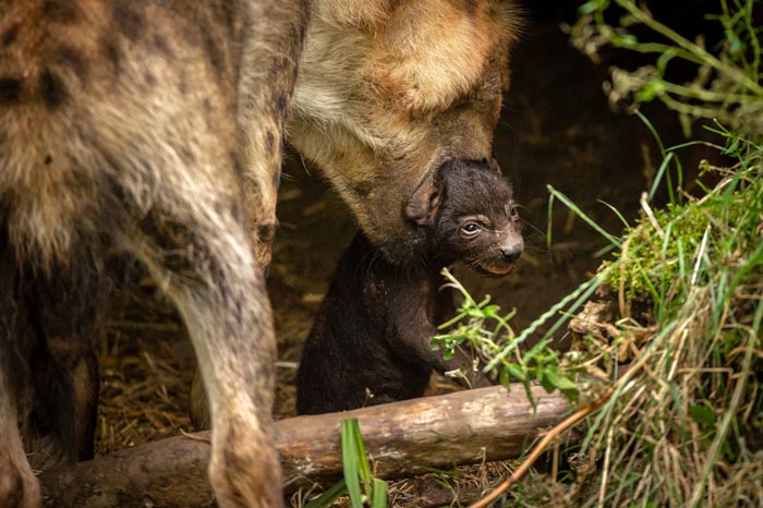 Gevlekte hyena pups als primeur in ZOO Planckendael